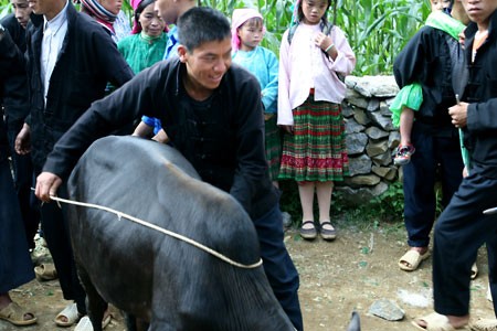 Cow market in Meo Vac - ảnh 4
